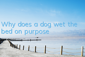 Why does a dog wet the bed on purpose?