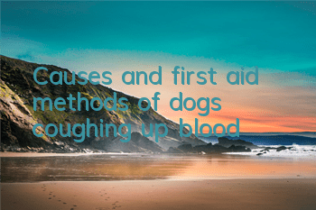 TCauses and first aid methods of dogs coughing up blood