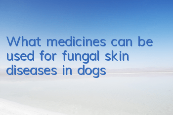 What medicines can be used for fungal skin diseases in dogs?