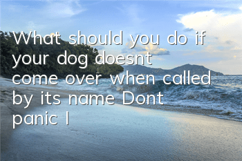 What should you do if your dog doesn’t come over when called by its name? Don’t panic! It's your method that's wrong