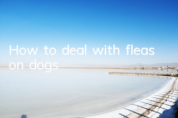 THow to deal with fleas on dogs