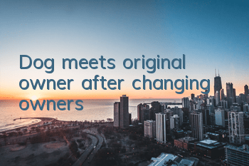 Dog meets original owner after changing owners