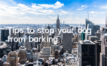 Tips to stop your dog from barking