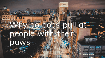 Why do dogs pull at people with their paws?