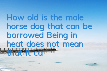 How old is the male horse dog that can be borrowed? Being in heat does not mean that it can be bred.