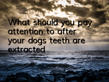 What should you pay attention to after your dog’s teeth are extracted?