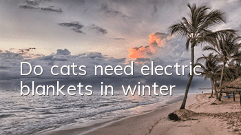 Do cats need electric blankets in winter?
