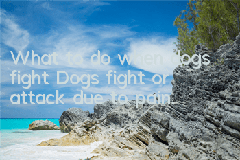 What to do when dogs fight? Dogs fight or attack due to pain.