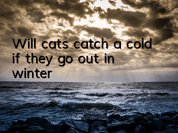 Will cats catch a cold if they go out in winter?