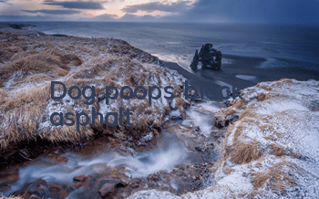 Dog poops black asphalt