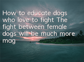 How to educate dogs who love to fight? The fight between female dogs will be much more magical.