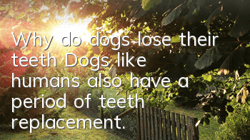 Why do dogs lose their teeth? Dogs, like humans, also have a period of teeth replacement.