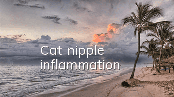 Cat nipple inflammation