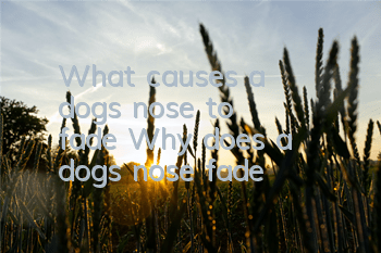 What causes a dog's nose to fade? Why does a dog's nose fade?
