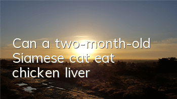Can a two-month-old Siamese cat eat chicken liver?