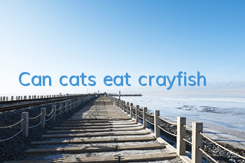 Can cats eat crayfish?