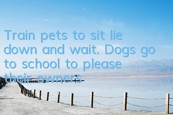 Train pets to sit, lie down and wait. Dogs go to school to please their owners
