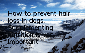 How to prevent hair loss in dogs. Supplementing nutrition is very important