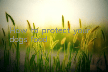 How to protect your dog’s food
