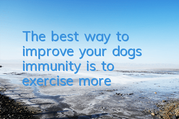 The best way to improve your dog’s immunity is to exercise more