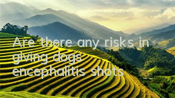 Are there any risks in giving dogs encephalitis shots?
