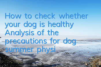 How to check whether your dog is healthy? Analysis of the precautions for dog summer physical examination