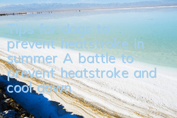Tips for dogs to prevent heatstroke in summer A battle to prevent heatstroke and cool down for dogs