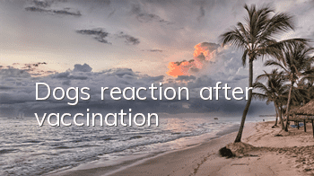 Dog’s reaction after vaccination