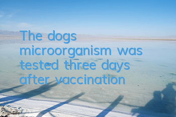 The dog’s microorganism was tested three days after vaccination