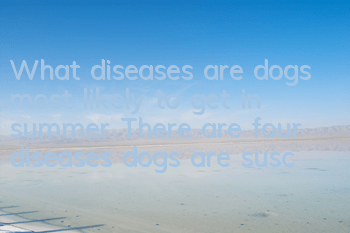 What diseases are dogs most likely to get in summer? There are four diseases dogs are susceptible to in summer.