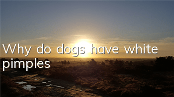 TWhy do dogs have white pimples?
