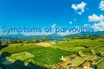 Symptoms of parvovirus infection in dogs