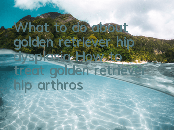 What to do about golden retriever hip dysplasia? How to treat golden retriever hip arthrosis?