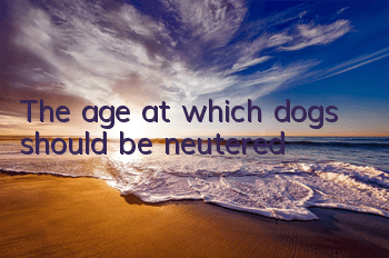 TThe age at which dogs should be neutered