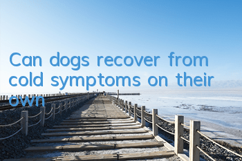 Can dogs recover from cold symptoms on their own?