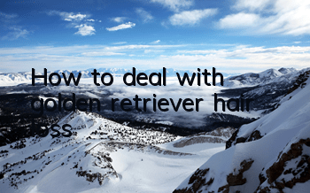 THow to deal with golden retriever hair loss
