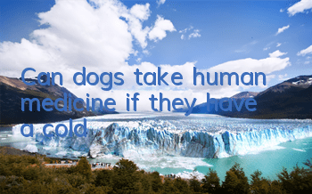 Can dogs take human medicine if they have a cold?