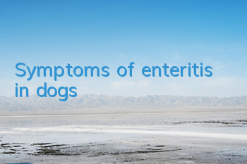 Symptoms of enteritis in dogs