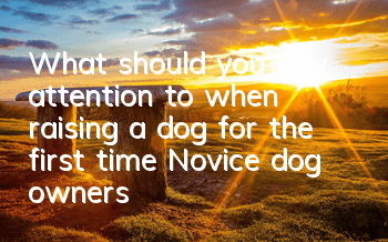 What should you pay attention to when raising a dog for the first time? Novice dog owners need to understand the dietary restrictions of dogs