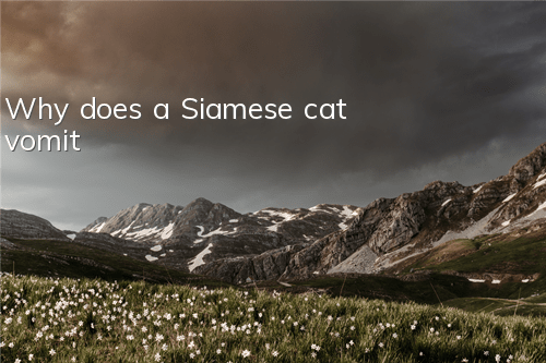 Why does a Siamese cat vomit?