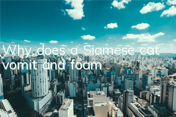 Why does a Siamese cat vomit and foam?