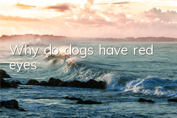 TWhy do dogs have red eyes?