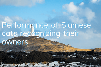 Performance of Siamese cats recognizing their owners