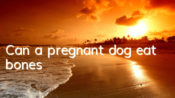 Can a pregnant dog eat bones?