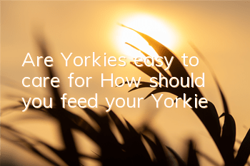 Are Yorkies easy to care for? How should you feed your Yorkie?