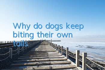 TWhy do dogs keep biting their own tails?