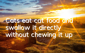 Cats eat cat food and swallow it directly without chewing it up