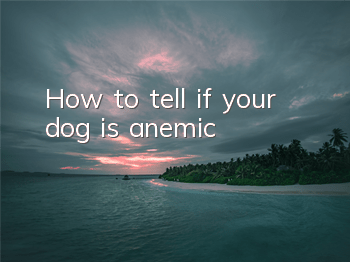 How to tell if your dog is anemic?