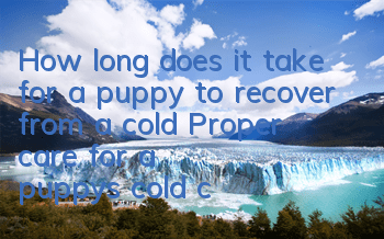 How long does it take for a puppy to recover from a cold? Proper care for a puppy's cold can save its life!
