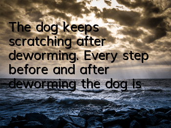 The dog keeps scratching after deworming. Every step before and after deworming the dog is crucial!